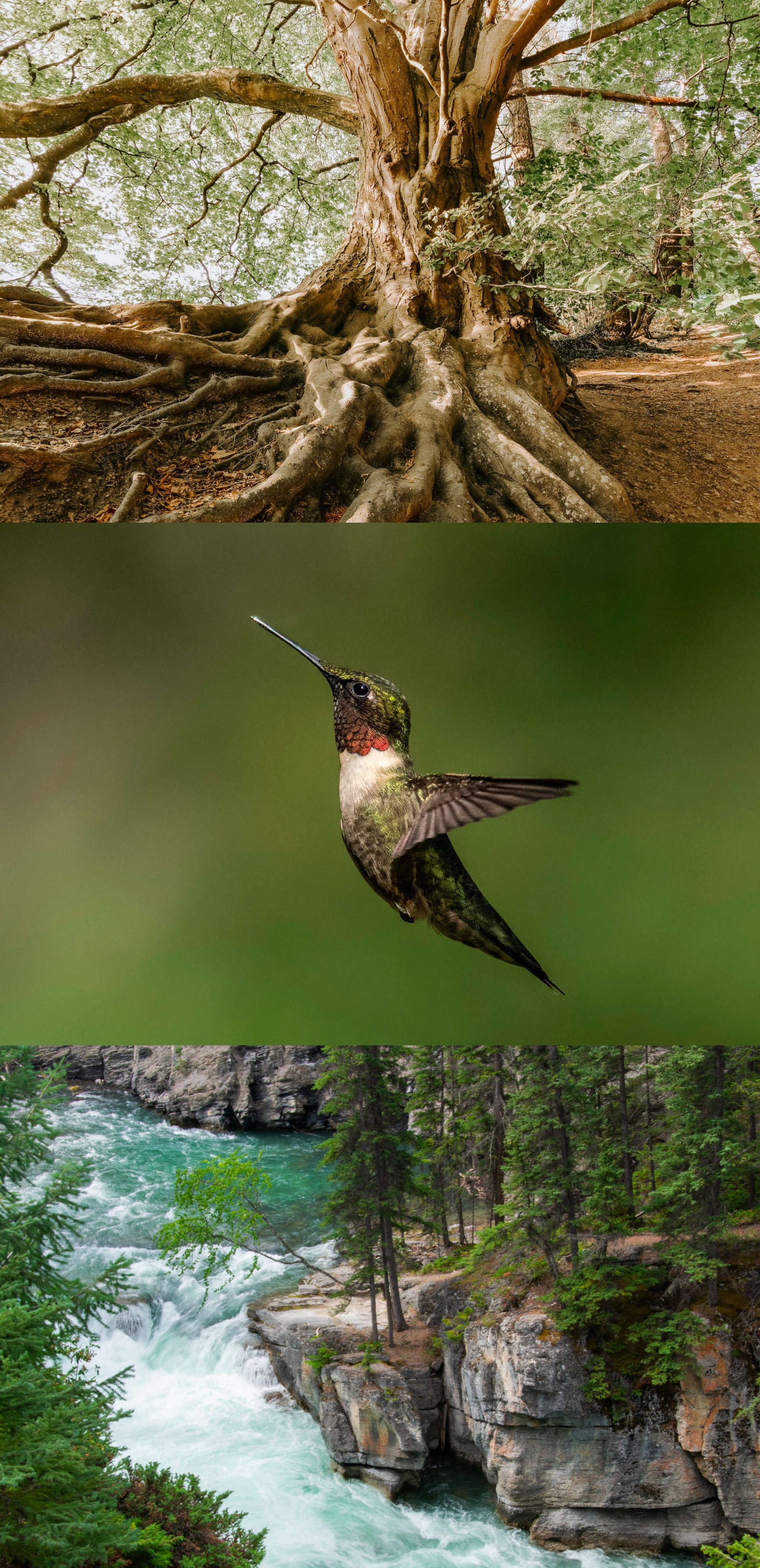 Arbre enraciné, colibri et rivière en mouvement