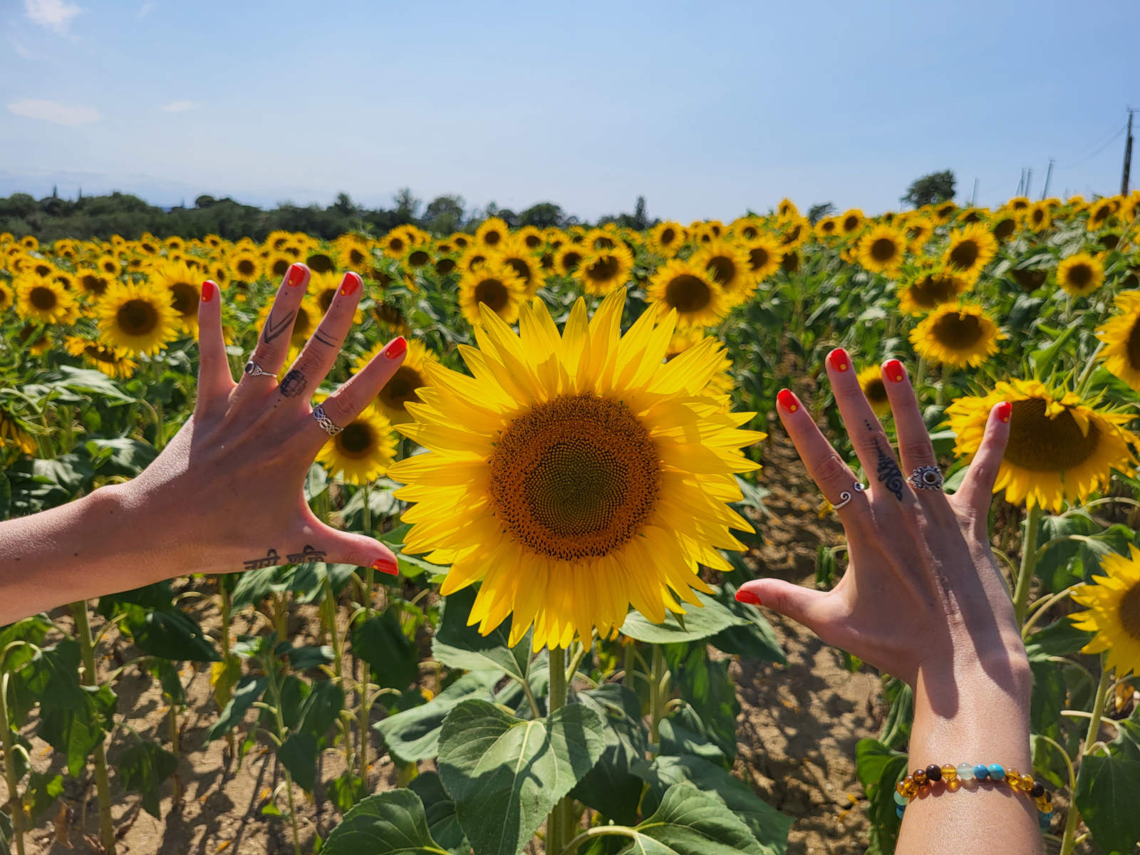 Hands around a sunflower