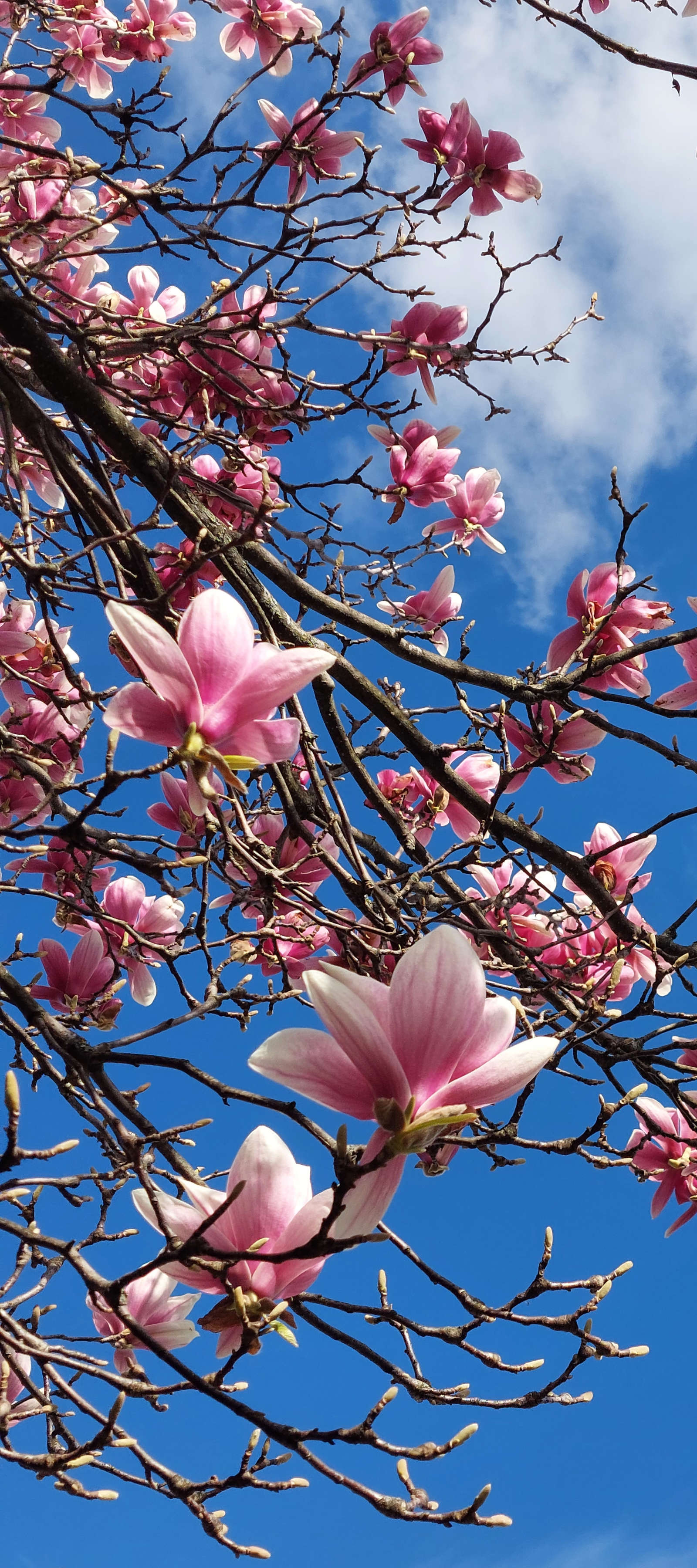 Blomstrande träd blommor