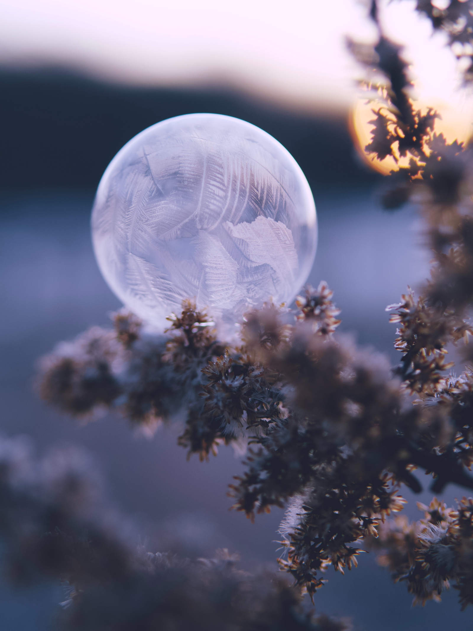 Globo de hielo, abeto y puesta de sol